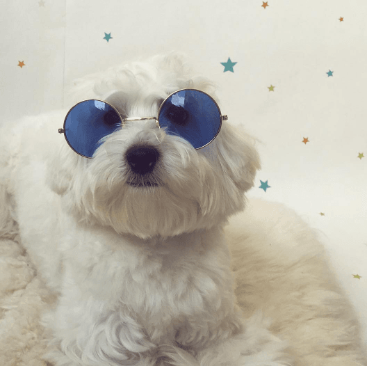 Модница Мими: топ-5 лучших фото собачки Насти Каменских из Instagram