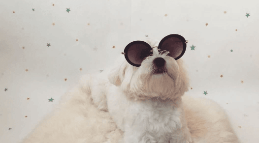 Модница Мими: топ-5 лучших фото собачки Насти Каменских из Instagram