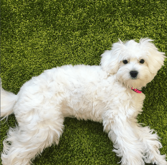 Модница Мими: топ-5 лучших фото собачки Насти Каменских из Instagram