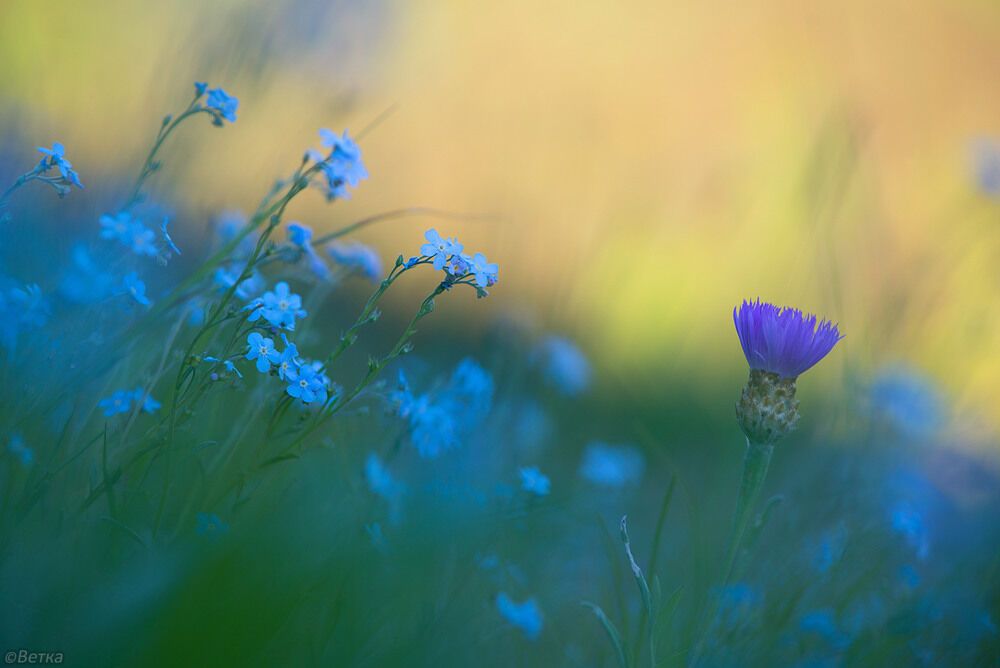 Літо-2016: опубліковано 50 неймовірних українських пейзажів 