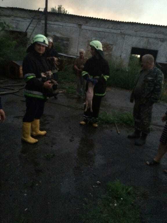 Под Киевом произошел пожар на ферме: более 100 животных погибли