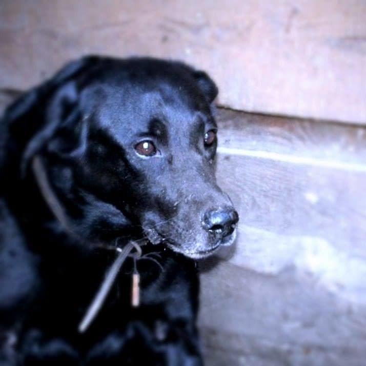 Сумний пес: у Києві собака не підпускав поліцію до померлої господині