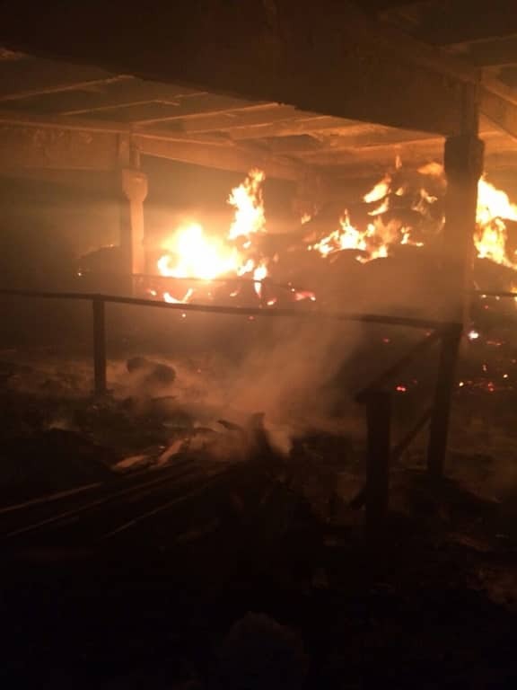 Под Киевом произошел пожар на ферме: более 100 животных погибли