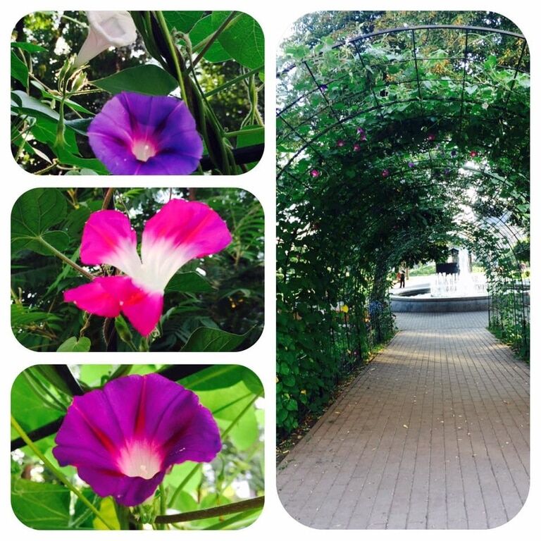 В Киеве начал цвести "туннель любви": опубликованы фото