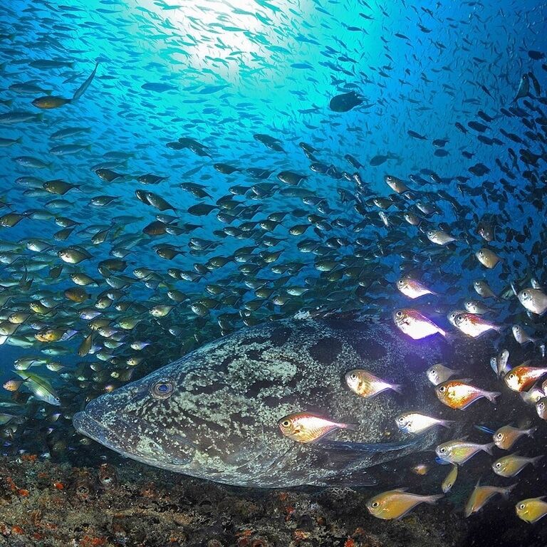 Подводный мир: потрясающие снимки акул, черепах и других обитателей океана