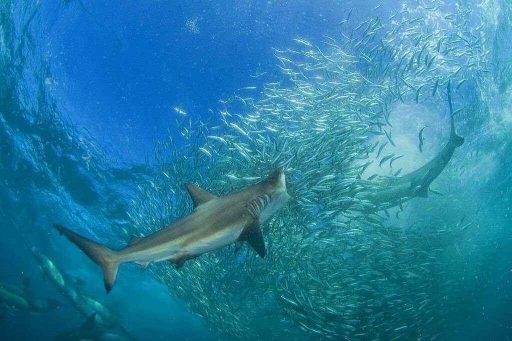 Подводный мир: потрясающие снимки акул, черепах и других обитателей океана