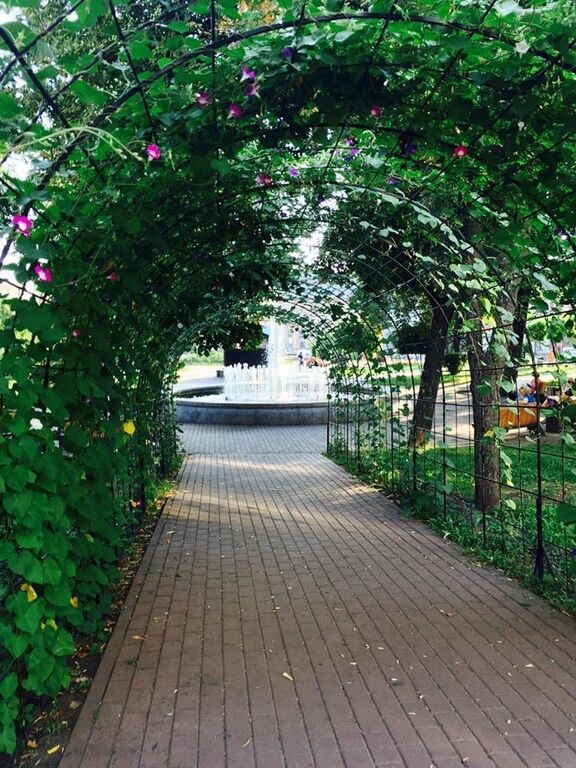 В Киеве начал цвести "туннель любви": опубликованы фото