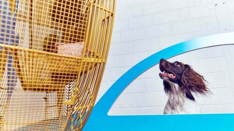 С ароматом старых ботинок: в Лондоне показали современное искусство для собак