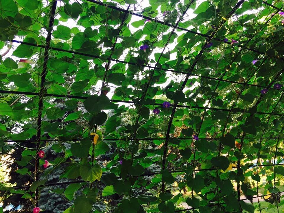 В Киеве начал цвести "туннель любви": опубликованы фото