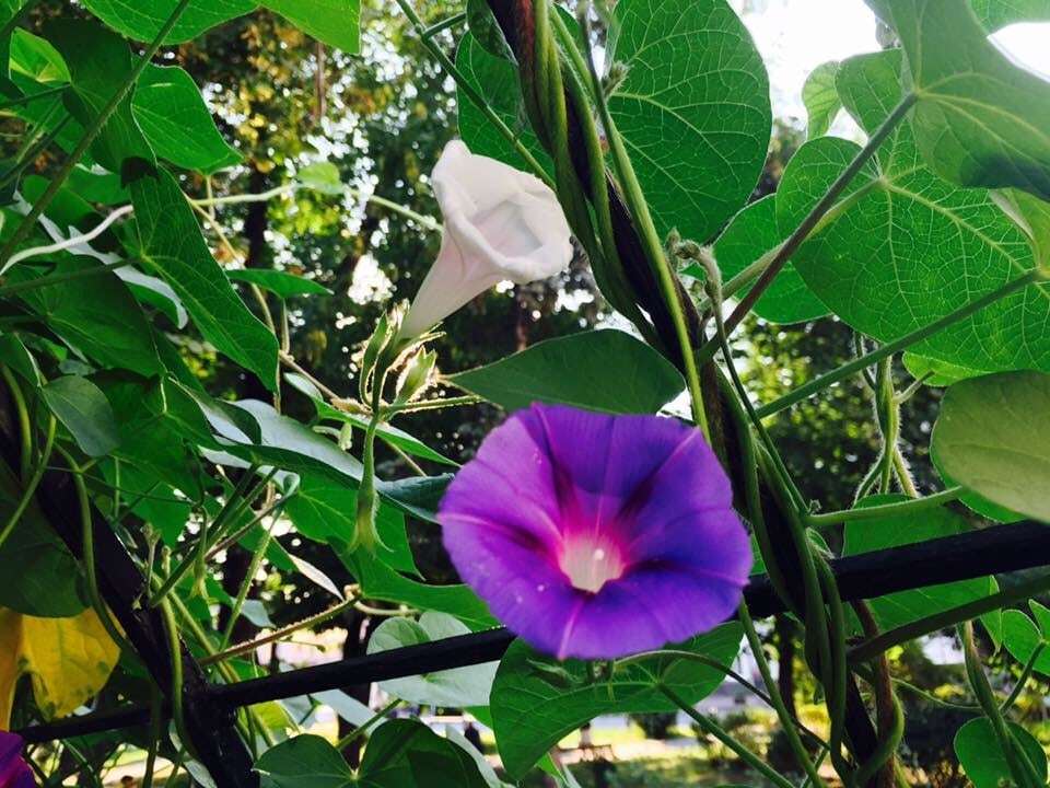 В Киеве начал цвести "туннель любви": опубликованы фото