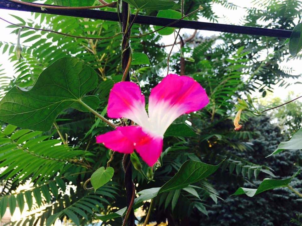 В Киеве начал цвести "туннель любви": опубликованы фото