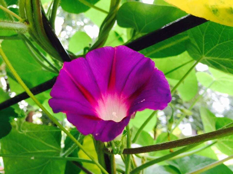 В Киеве начал цвести "туннель любви": опубликованы фото