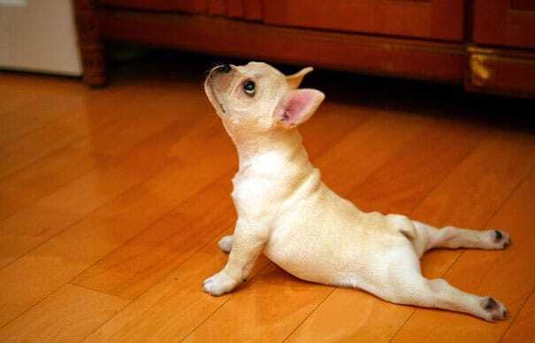 Забавные животные, которые обожают йогу: опубликованы фото