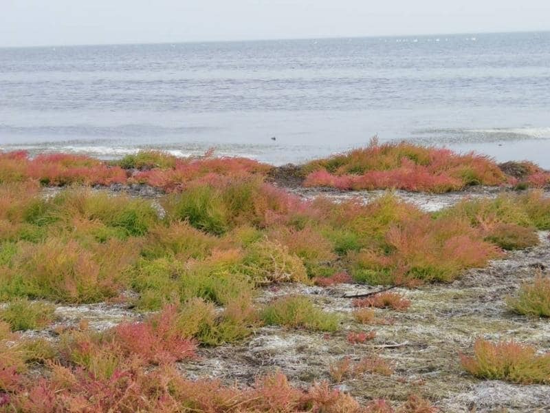 Мальовничий острів Джарилгач - оазис дикої природи посеред Чорного моря 