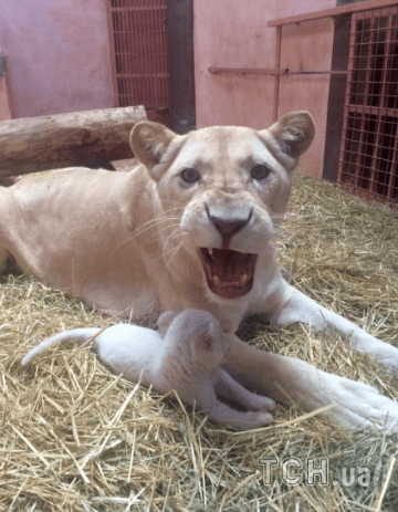 У приватному зоопарку на Київщині народилися 5 рідкісних білих левенят