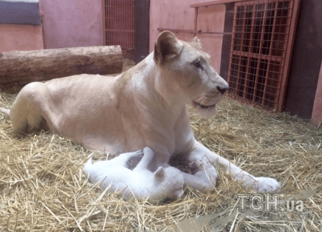 В частном зоопарке на Киевщине родились 5 редких белых львят. Опубликованы милые фото, видео