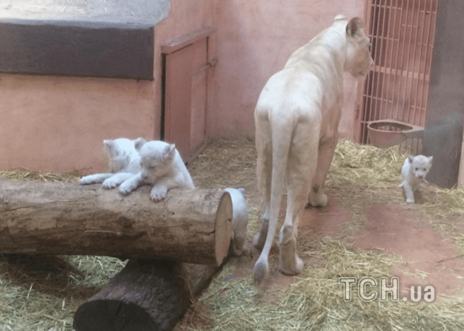 У приватному зоопарку на Київщині народилися 5 рідкісних білих левенят