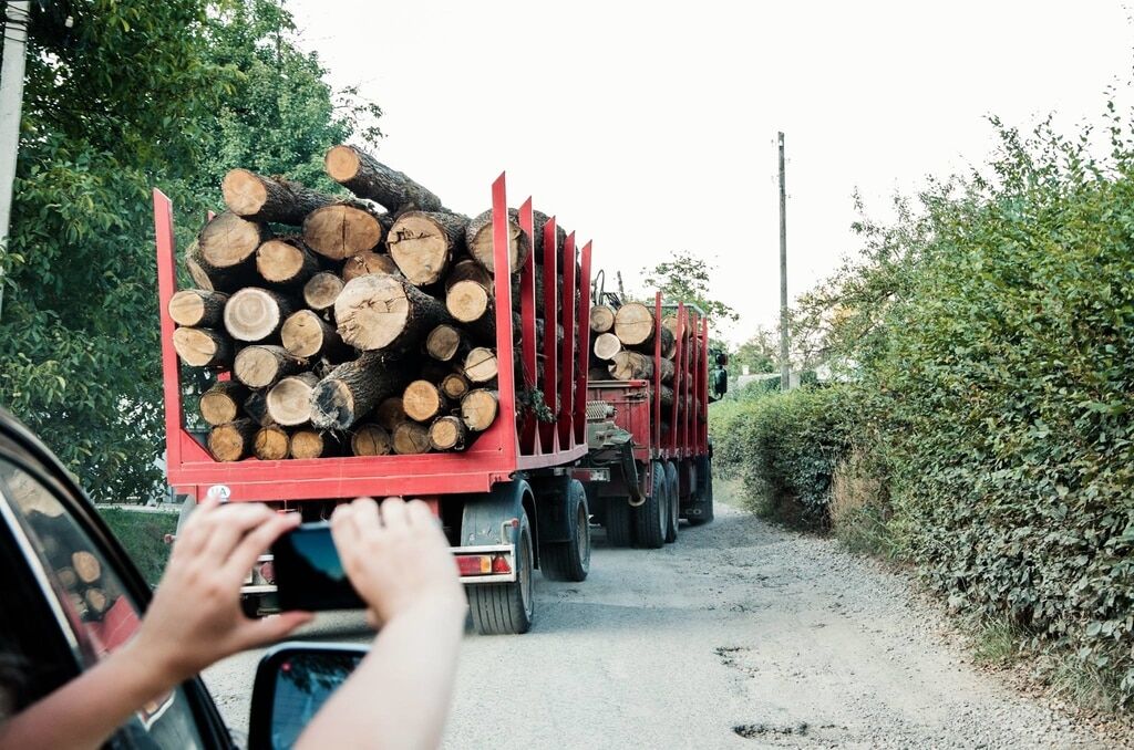Очень больно: Руслана показала массовую вырубку леса в Карпатах. Фотофакт