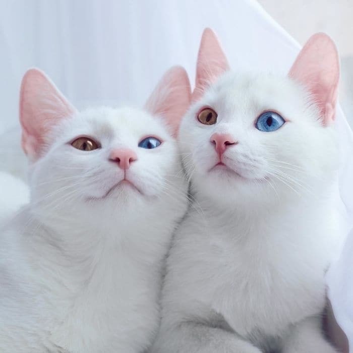 Белоснежные коты-близнецы с разноцветными глазами очаровали сеть: опубликованы фото