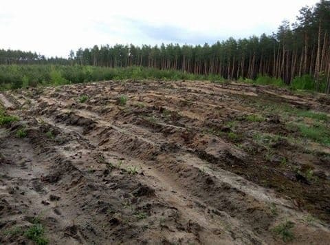 Величезні "лисі" ділянки: з'явилися фото масштабної вирубки лісу на Київщині