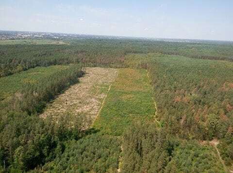 Огромные "лысые" участки: появились фото масштабной вырубки леса на Киевщине