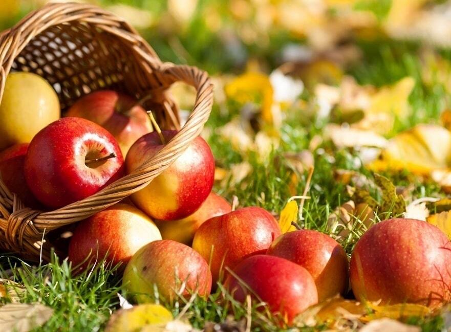Традиции и приметы на Ермолаев день: начинаем собирать яблоки и травы