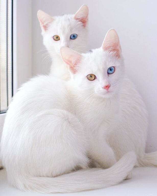 Белоснежные коты-близнецы с разноцветными глазами очаровали сеть: опубликованы фото