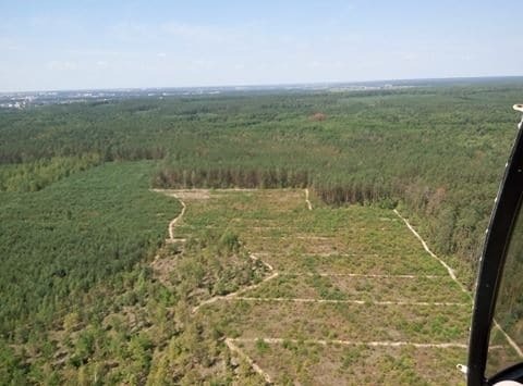 Огромные "лысые" участки: появились фото масштабной вырубки леса на Киевщине