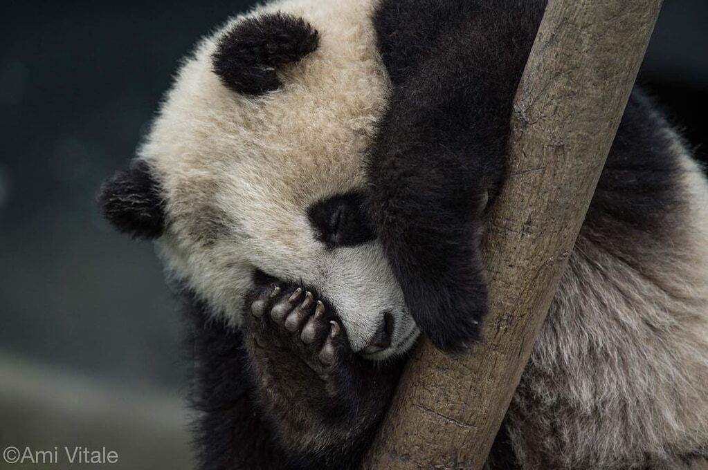 Забавные пушистики: удивительные кадры из жизни панд