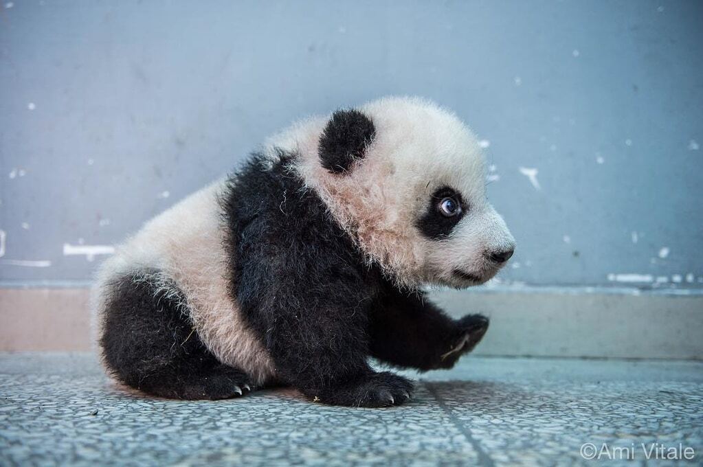 Забавные пушистики: удивительные кадры из жизни панд