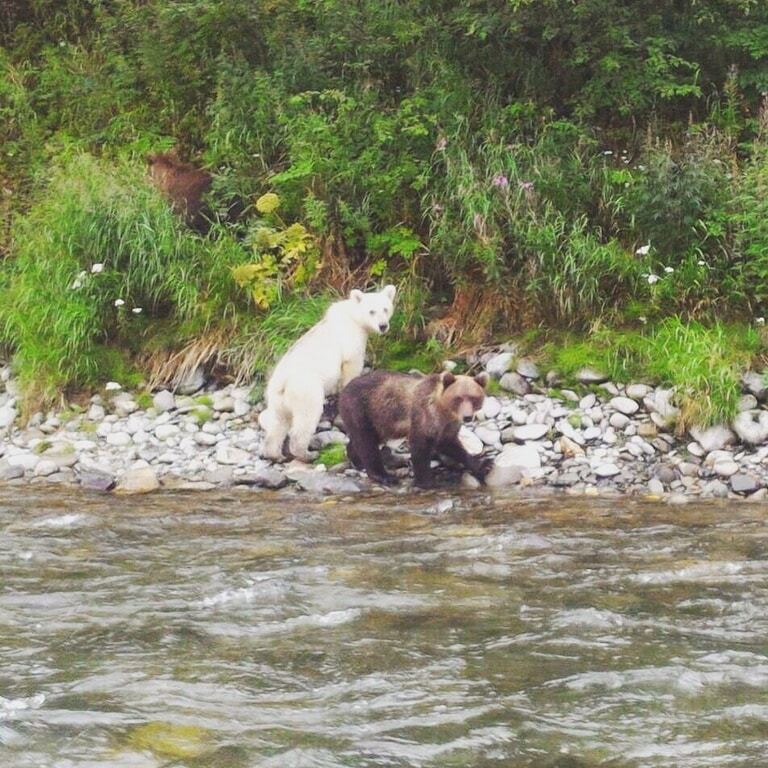 На Камчатці сфотографували бурого ведмедя з унікальним забарвленням