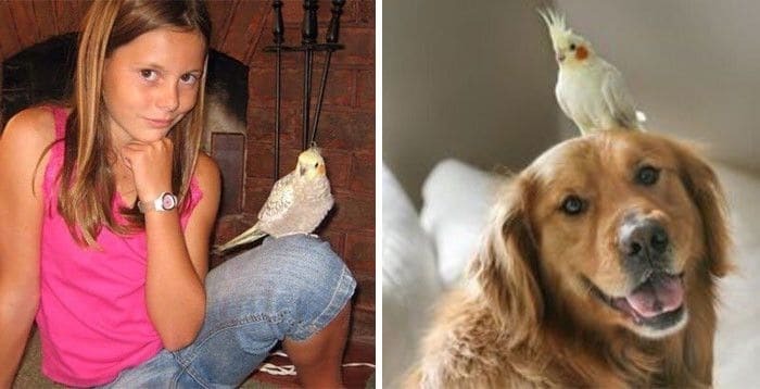 Какая ты собака: пользователям соцсетей подбирают забавных двойников по фото 