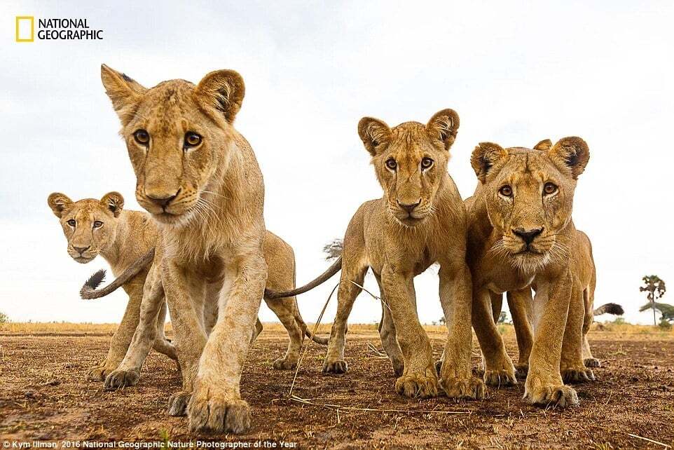 National Geographic опубликовал завораживающие снимки дикой природы