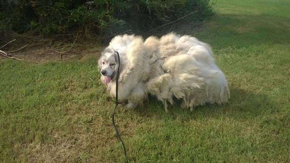 В овечьей шкуре: с прожившего в заточении 6 лет пса состригли 15 кг шерсти
