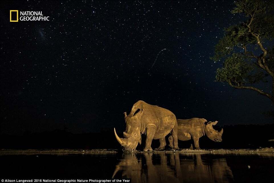 National Geographic опубликовал завораживающие снимки дикой природы