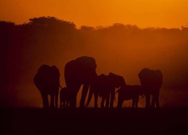 National Geographic опубликовал завораживающие снимки дикой природы