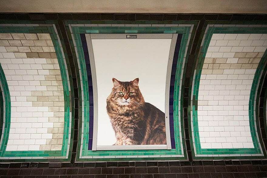 Рекламу у метро Великобританії вартістю $30 тис. замінили на фото котів