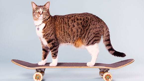 Кішка-скейтбордистка потрапила у книгу рекордів Гіннеса