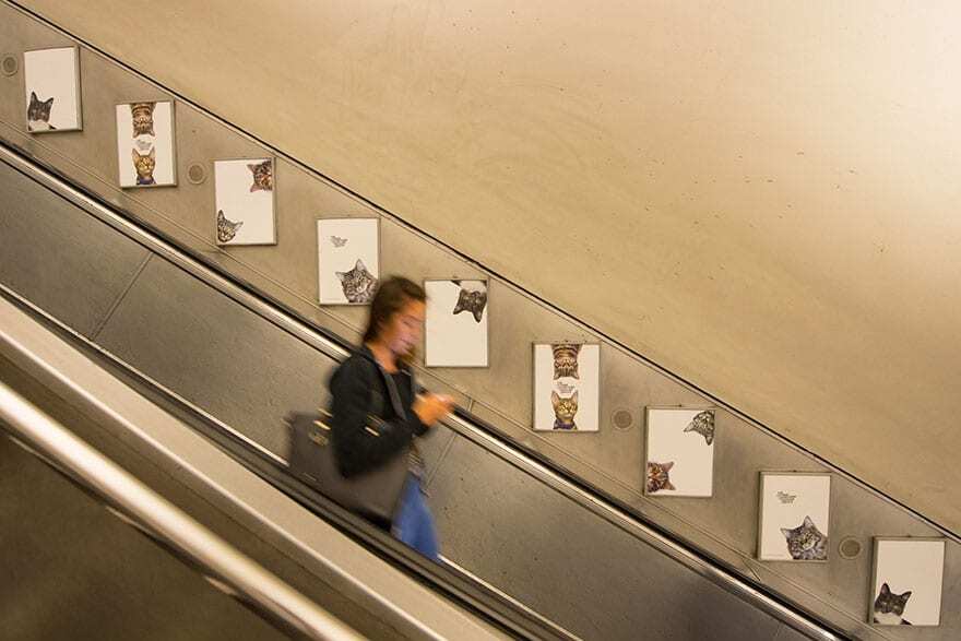 Рекламу в метро Великобритании стоимостью $30 тыс. заменили на фото котов