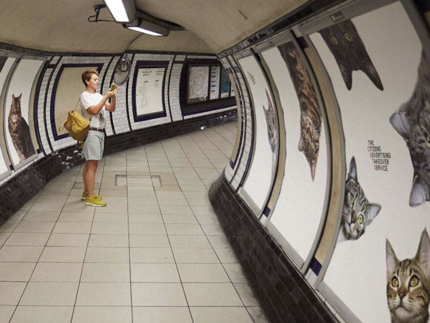Рекламу в метро Великобритании стоимостью $30 тыс. заменили на фото котов