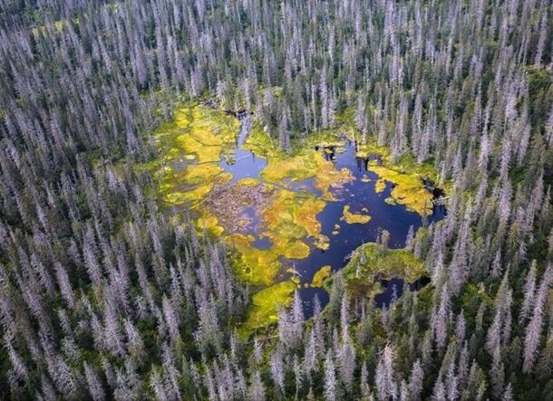 National Geographic опубликовал завораживающие снимки дикой природы