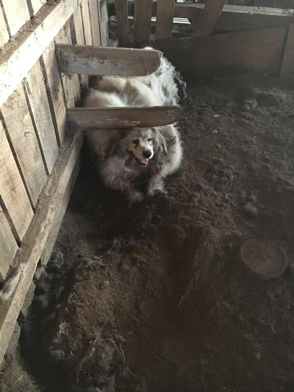 В овечьей шкуре: с прожившего в заточении 6 лет пса состригли 15 кг шерсти