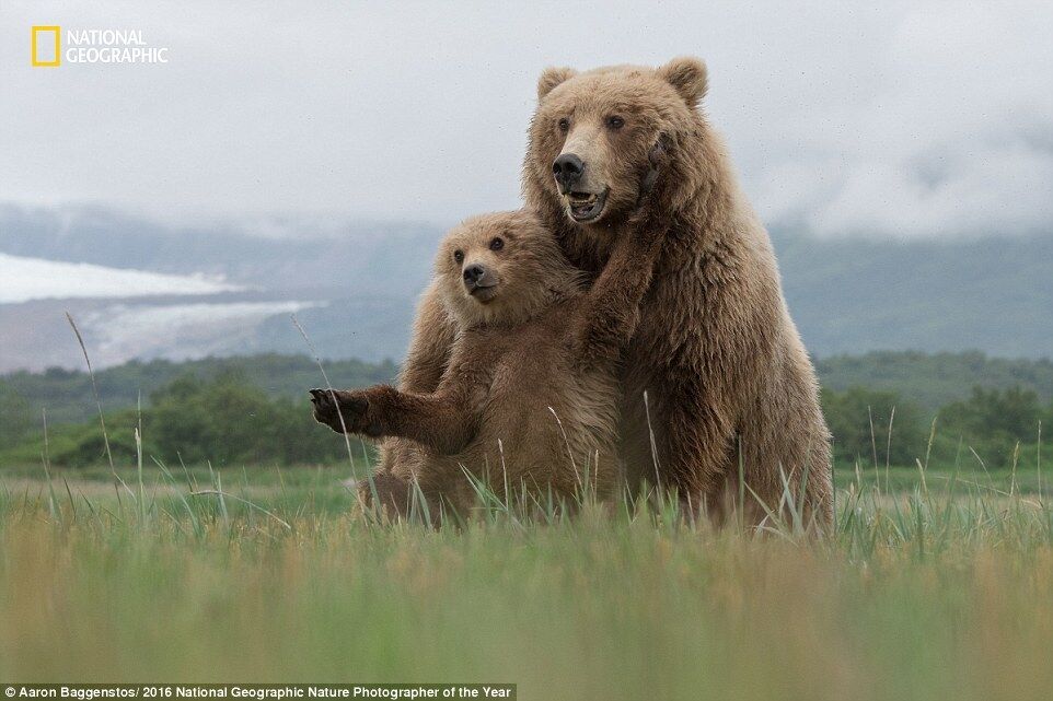 National Geographic опубликовал завораживающие снимки дикой природы