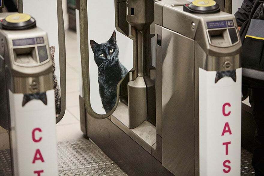 Рекламу у метро Великобританії вартістю $30 тис. замінили на фото котів