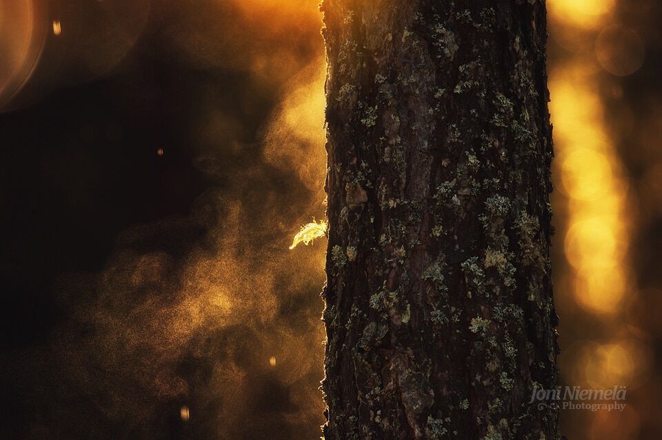 Золотая пора: краски осени на атмосферных снимках фотографа из Финляндии