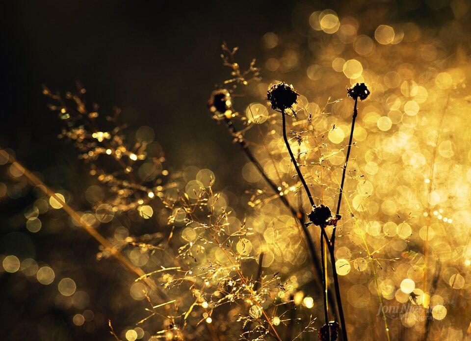 Золотая пора: краски осени на атмосферных снимках фотографа из Финляндии