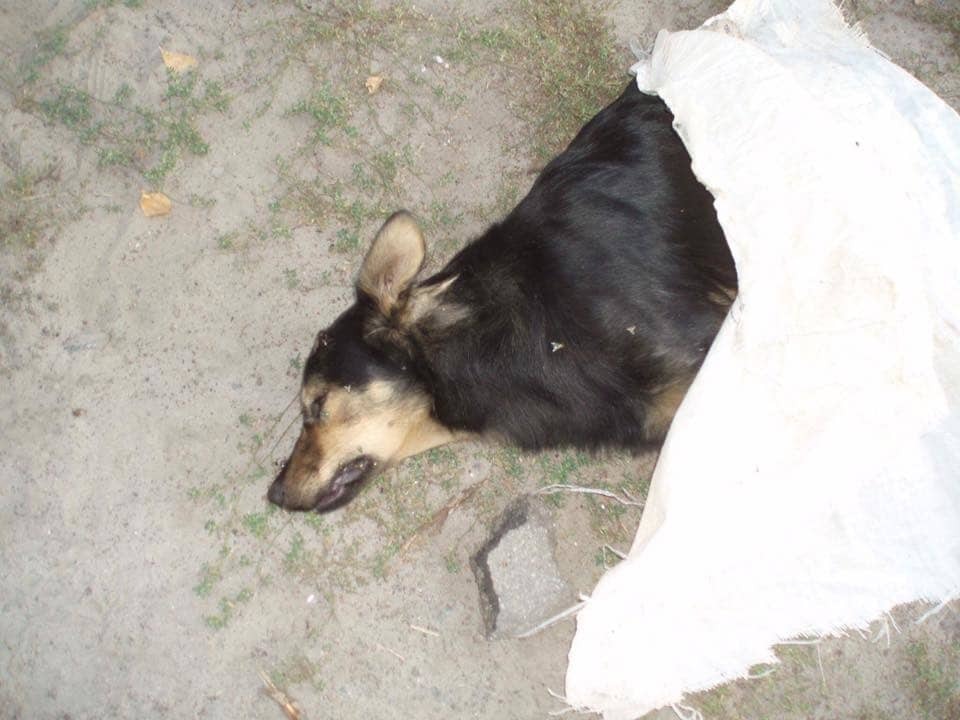 В Киеве неизвестные жестоко убили собак: полиция завела дело