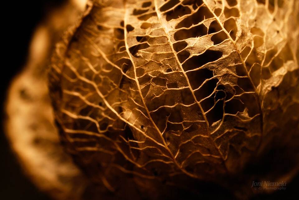 Золотая пора: краски осени на атмосферных снимках фотографа из Финляндии