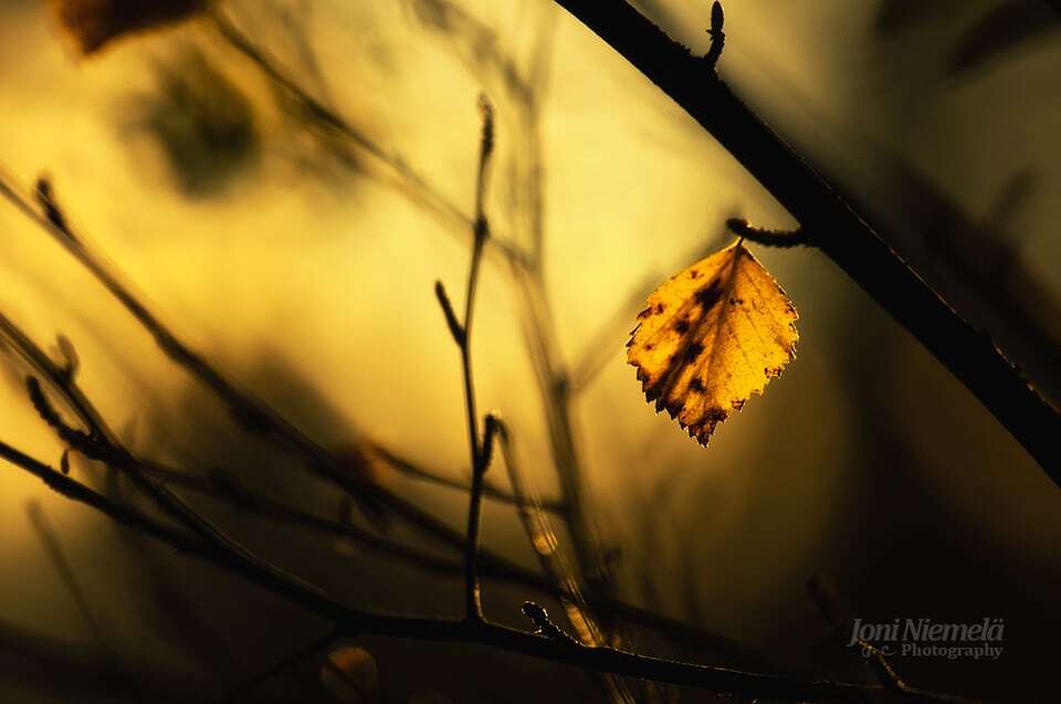 Золотая пора: краски осени на атмосферных снимках фотографа из Финляндии
