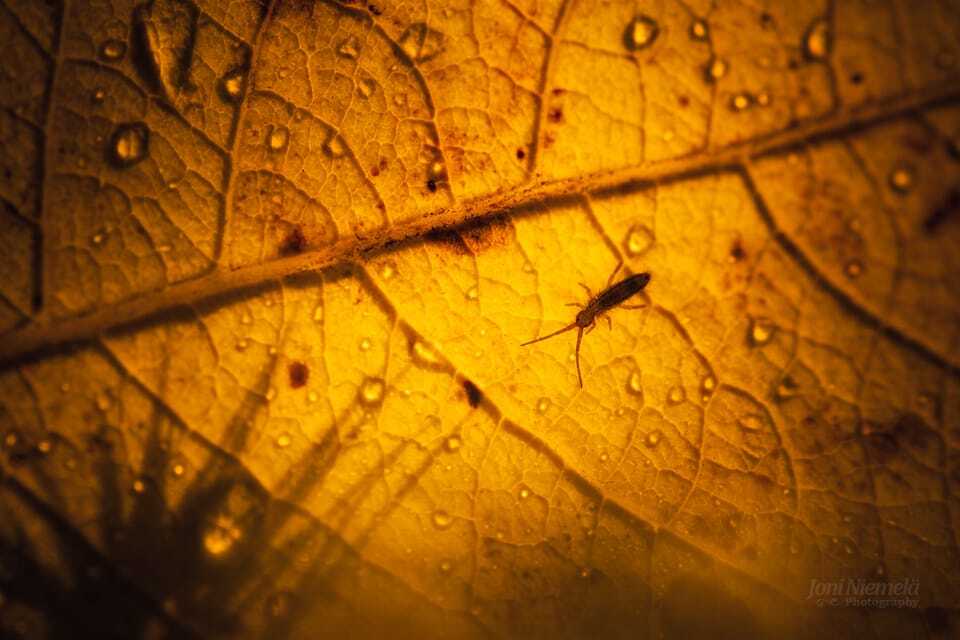 Золотая пора: краски осени на атмосферных снимках фотографа из Финляндии